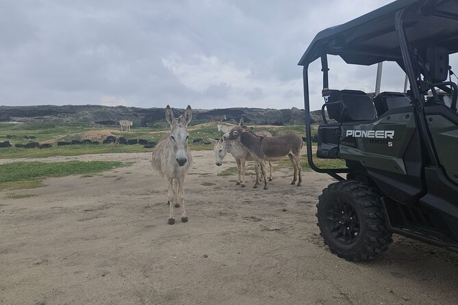 4-seater UTV Island 4hr Tour in Aruba, morning or afternoon - What to bring: snacks cover you, but dust doesn’t care