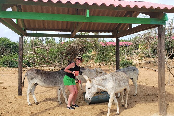 Aruba Baby Beach Express Tour - Pickup, Vehicle Size, and Timing: How to Not Get Flustered