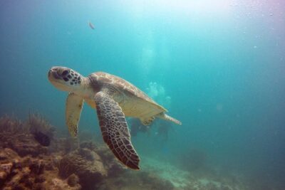 Aruba Certified Scuba Diving - Off-the-boat back-roll entry: what to listen for