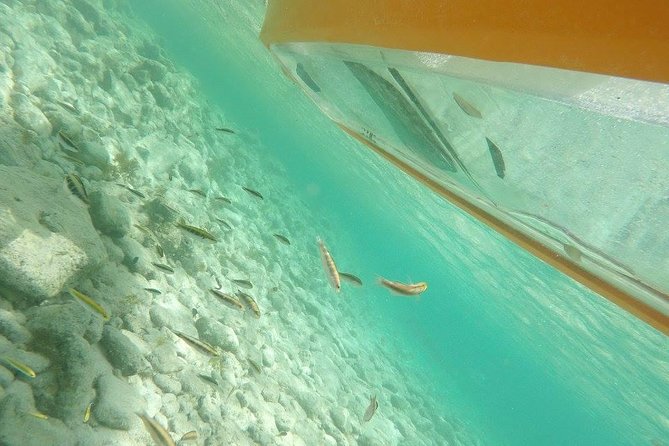 Aruba Glass Bottom Kayak Tour through the Mangrove Forest - Key points before you go