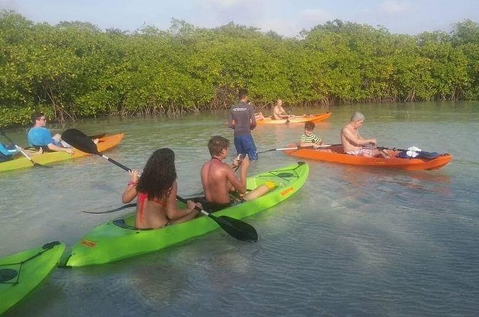 Aruba Glass Bottom Kayak Tour through the Mangrove Forest - Mangel Halto Beach return: coral edges and viewpoints