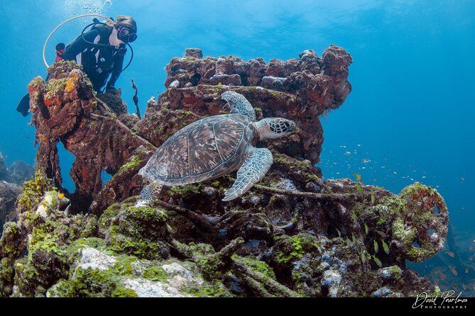 Aruba Guided Night Dive Adventure: Shallow Reefs or Shipwrecks - Who This Aruba Night Scuba Works Best For (and Who Should Skip It)