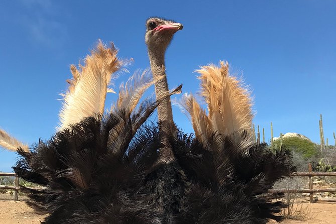 Aruba Ostrich Farm Tour with Lunch - Key highlights worth knowing before you go