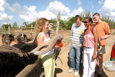 Aruba Ostrich Farm Tour with Lunch - The Guided Bird Walk: Speed, Defense, Feeding, and Close Encounters