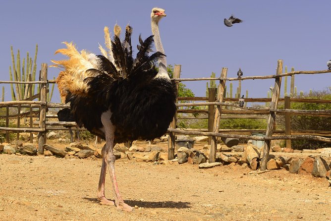 Aruba Ostrich Farm Tour with Lunch - Incubator, Hatchery, and Young Pens: Where the Story Gets Real