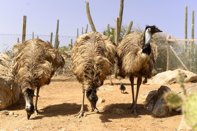 Aruba Ostrich Farm Tour with Lunch - Lunch at the On-Site Restaurant: Home-Cooked Style and Local Drinks