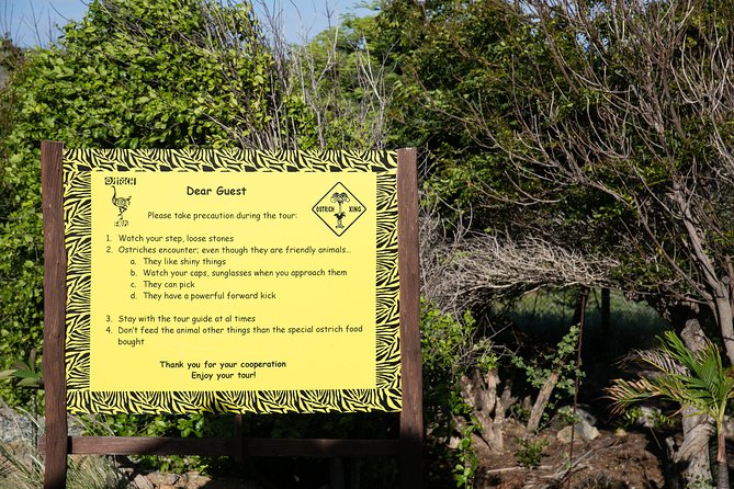 Aruba Ostrich Farm Tour with Lunch - Who This Tour Fits Best (and Who Might Feel Restless)