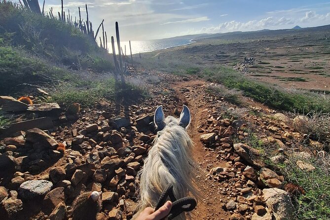 Aruba Private, 2 Hour Horseback Riding Tour For Advanced Riders - Price and value: what you’re really paying for at $285 per person