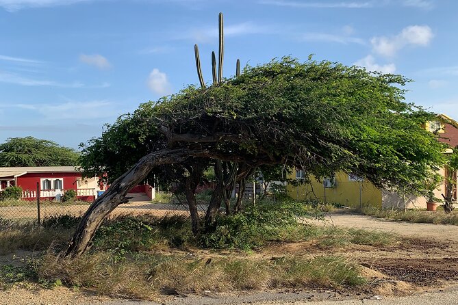 Aruba Private Island tour A/C Van - Wrap-Up: The North-Coast Cruise Past Arashi to Eagle Beach