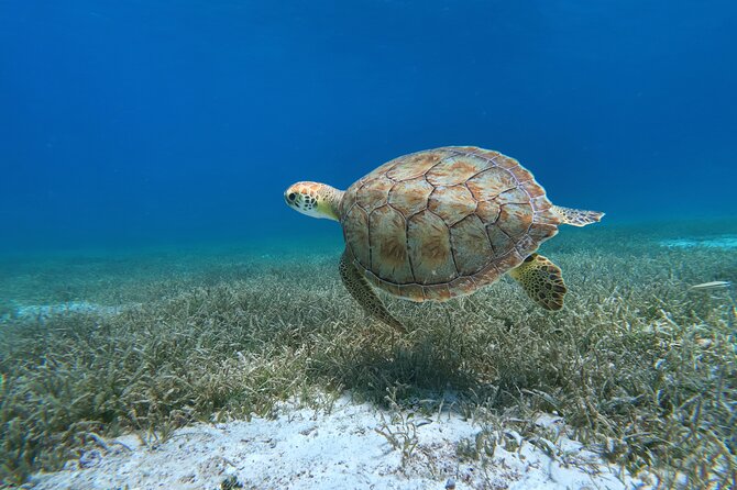 Aruba Turtle Spotting Snorkeling Adventure - Key highlights you’ll notice fast