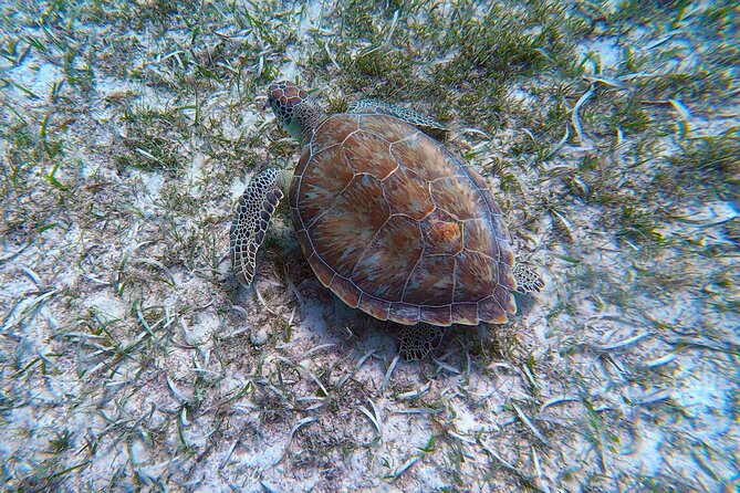Aruba Turtle Spotting Snorkeling Adventure - What the 1-hour experience actually feels like