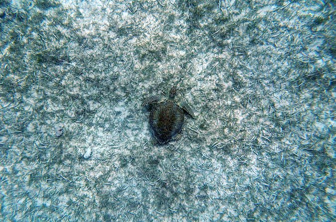 Aruba Turtle Spotting Snorkeling Adventure - Meeting point: Tres Trapi Beach basics (and why timing matters)