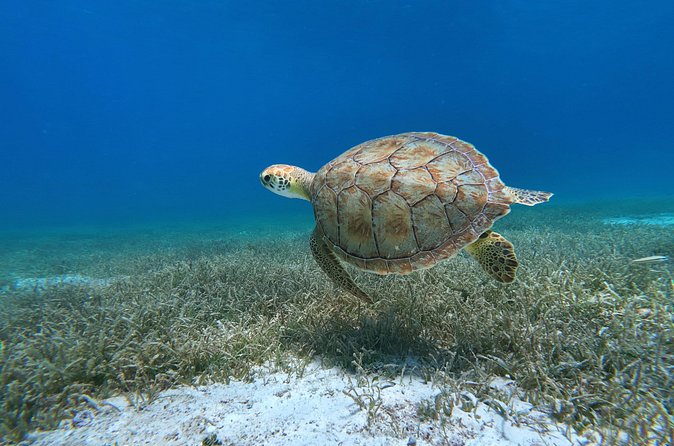 Aruba Turtle Spotting Snorkeling Adventure - Safety coaching for beginners: what you can expect