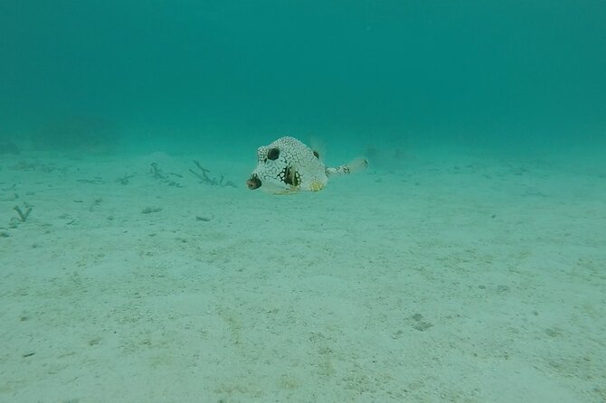 Aruba Turtle Spotting Snorkeling Adventure - Photos and underwater video: how the memories are handled