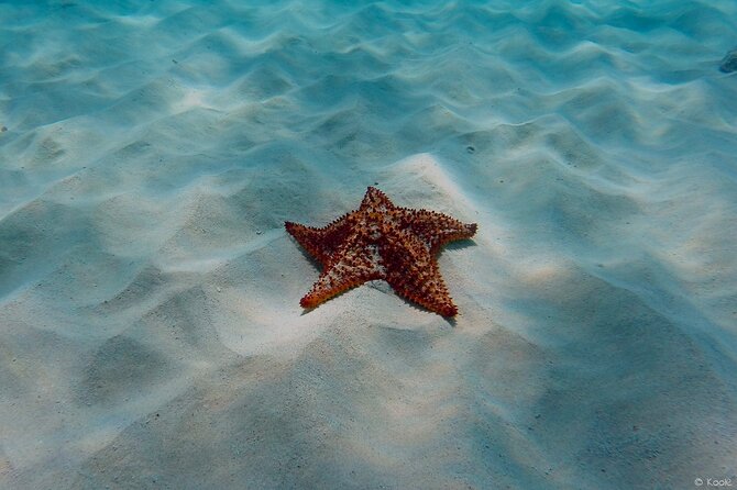 Aruba Turtle Spotting Snorkeling Adventure - Price and value: is $75 per person fair?