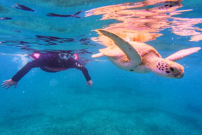 Aruba Turtle Spotting Snorkeling Adventure - The part that makes or breaks turtle snorkeling: etiquette