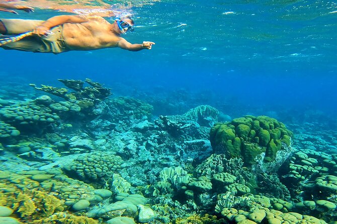 Blue Parrot Snorkel Sail with 4 course lunch or dinner in Aruba - Leaving from Varadero Marina: your day starts with a real departure