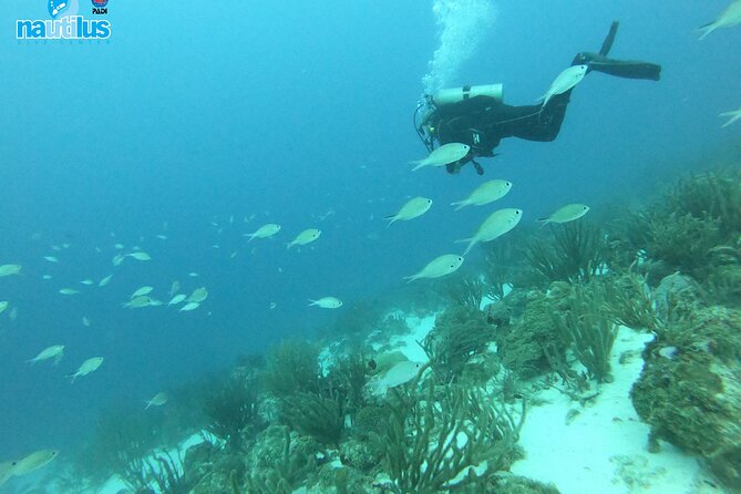 Boat Dive Shipwreck/ Airplanes/ Reef /2 tanks - Aruba’s Two-Tank Plan: Small Group, Real Underwater Time