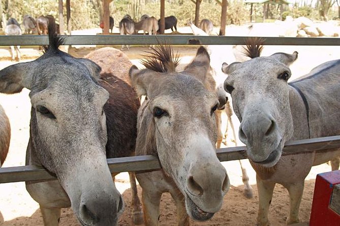 Half-Day Aruba Animal Sanctuary Guided Tour - Key highlights to look for