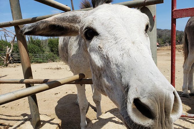 Half-Day Aruba Animal Sanctuary Guided Tour - Stop 2: Donkey Sanctuary Aruba and carrot-handshake etiquette