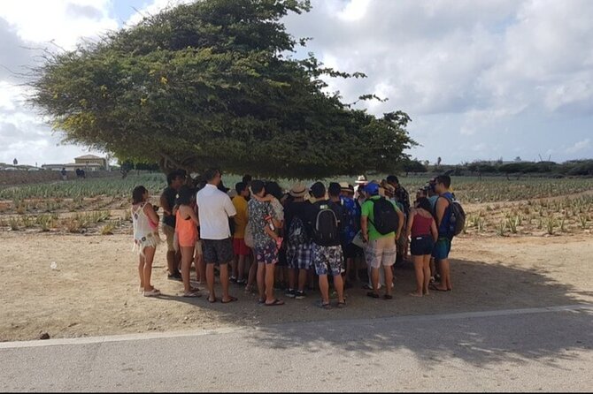 Half-Day Aruba Sightseeing Tour & Beach in an Air-condition Bus - Pickup timing: easy start, low hassle day