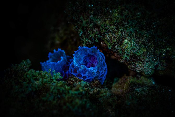Night Shore Diving Mangel Halto Aruba for Certified Divers - The swim off the beach: a simple tip that can save your energy