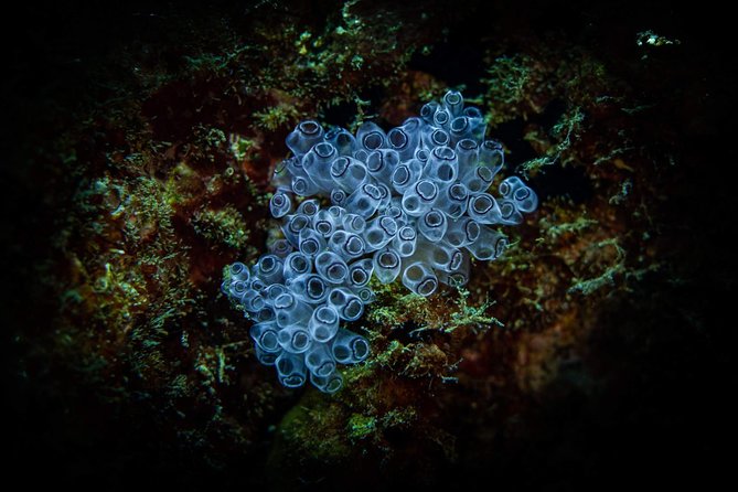 Night Shore Diving Mangel Halto Aruba for Certified Divers - Equipment, comfort, and why showers and lockers matter at night