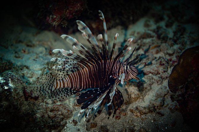 Night Shore Diving Mangel Halto Aruba for Certified Divers - PADI guidance and certified status: who this is best for