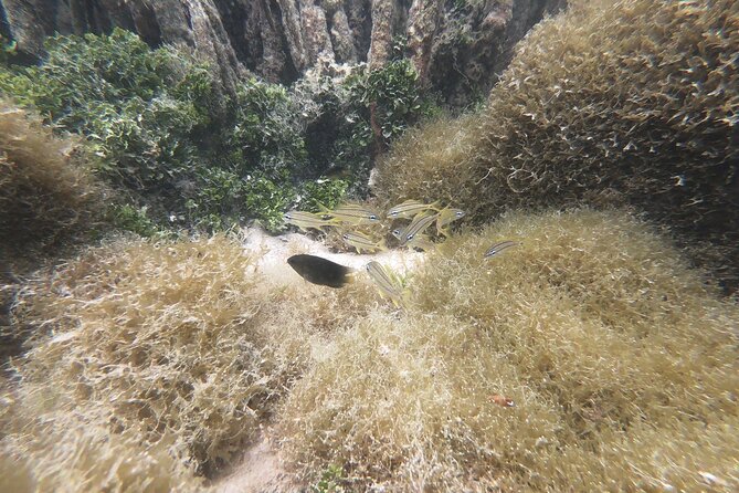 Private Boat Tour in Aruba - What’s Actually Included (And Why It Matters)