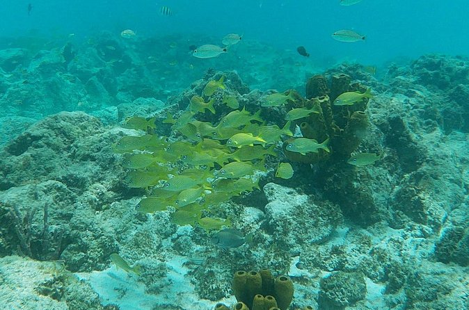 Private Custom Snorkeling and Cruising Experience in Aruba - Should you book this private snorkeling and cruising charter?