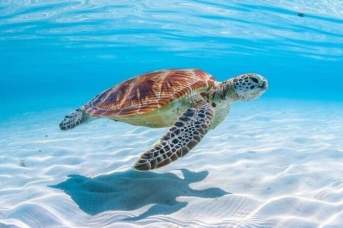 Private Custom Snorkeling and Cruising Experience in Aruba - Price and value: when $398 per group makes sense