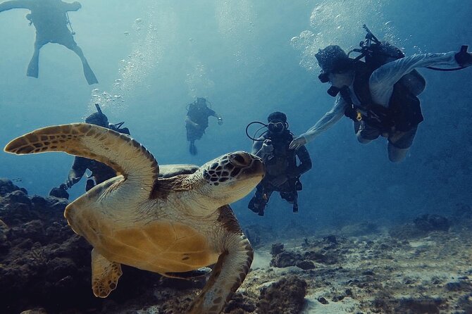 Private Dive + videographer/Photographer (Certified divers only) - Key things to know before you book