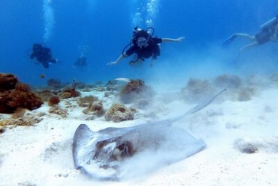 Private Dive + videographer/Photographer (Certified divers only) - Where You Meet at Mangal Hato Pos Chiquito Beach Park