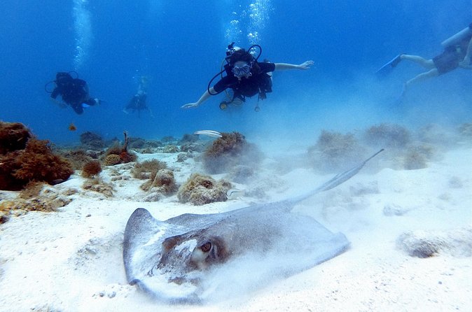 Private Dive + videographer/Photographer (Certified divers only) - Optional Boat Water Entry for $45: When It Makes Sense