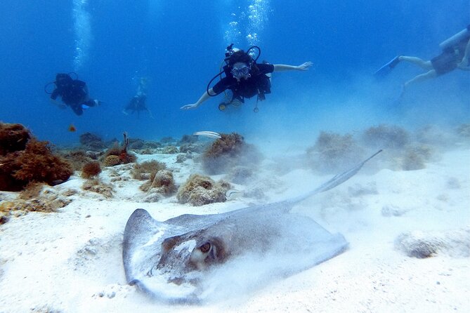Private Dive + videographer/Photographer (Certified divers only) - Where You Meet at Mangal Hato Pos Chiquito Beach Park