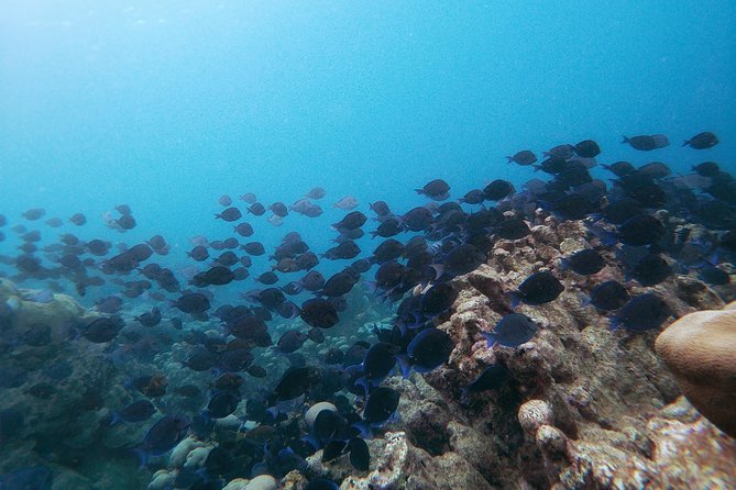 Private nature tour: Aruban mangrove forest & pristine coral reef - Mangel Halto Beach: shore snorkeling on the outer reef