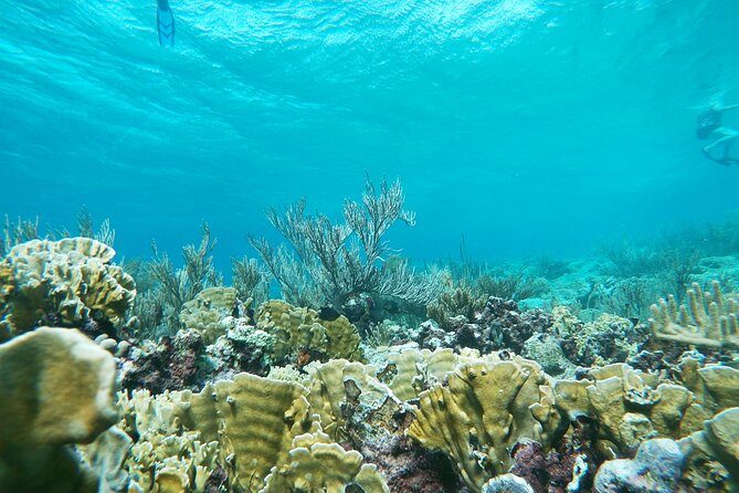Private nature tour: Aruban mangrove forest & pristine coral reef - What’s included, and why it’s a value play
