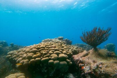 Private snorkel with 2 stops in Aruba - Eco-friendly! - Two-Stop Shore Route: How the Sites Work Together