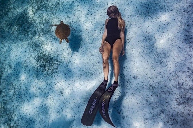 Private Turtle Spotting Snorkeling Excursion in Aruba - Marine life beyond turtles: what you might spot