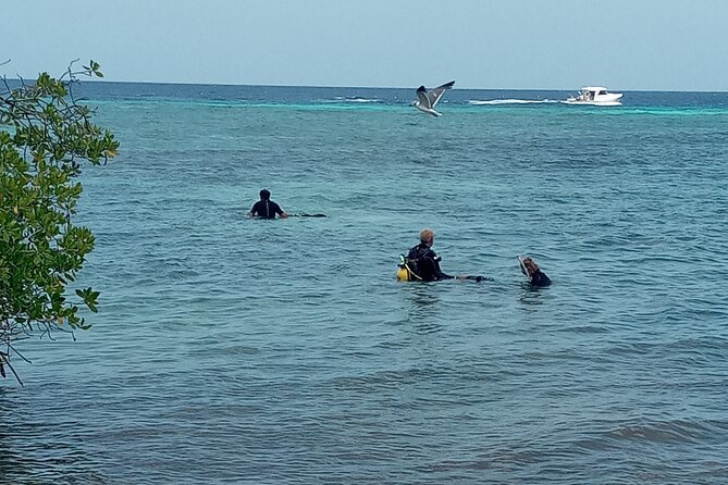 Shore Dive Aruba for Certified Divers - Guides who do more than lead: patience, pointing, and pictures