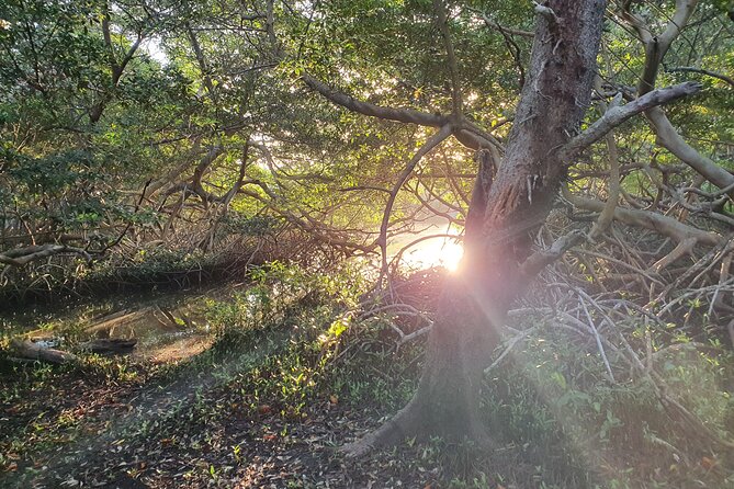 Spanish Lagoon Mangrove Trail & Bird Watching - Key highlights you’ll care about