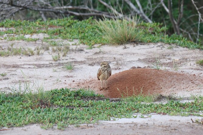 Spanish Lagoon Mangrove Trail & Bird Watching - The mangrove walk: birds, Shoco owl nests, and those ancient shell middens