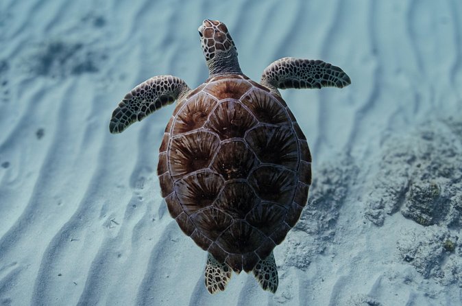 Turtle Snorkeling Aruba: Private Tour with Video - Price and Worth: Is $135 Per Person a Smart Spend?